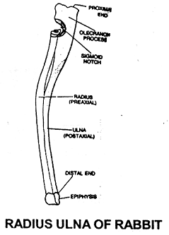 2238_rabbit radius ulna.png